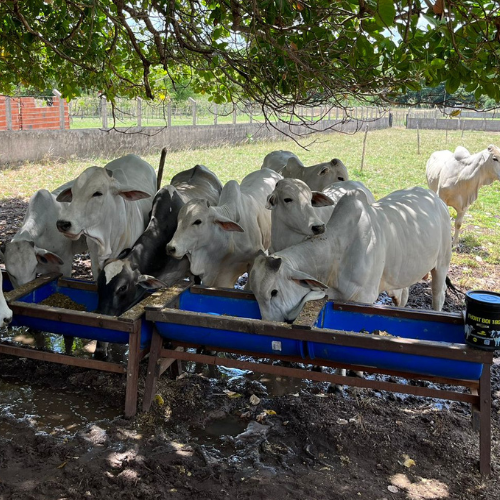 Melhores suplementos para bovinos